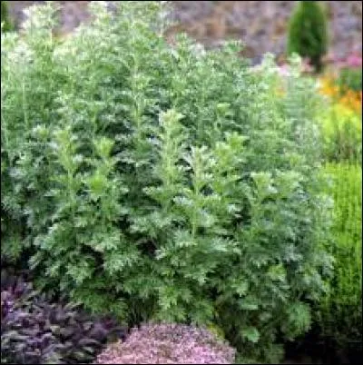 Vous avez le droit de produire, stocker, vendre ou &eacute;changer de l'absinthe (alcool sp&eacute;cial) mais vous n'avez pas le droit d'en consommer.