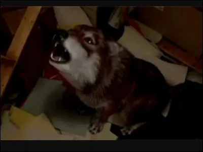 À qui est ce loup ?