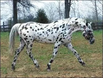 À quel chien ce cheval vous fait-il penser ?