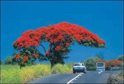 Comment s'appelle cet arbre ?