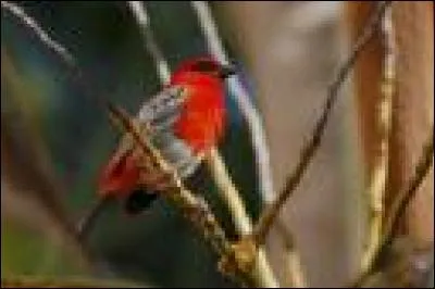 Quel est ce petit oiseau que vous croiserez fréquemment ?