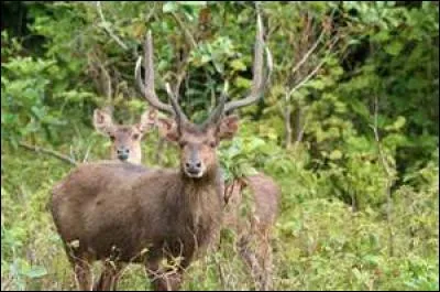 Quel animal imposant est présent sur l'île à l'état sauvage ?