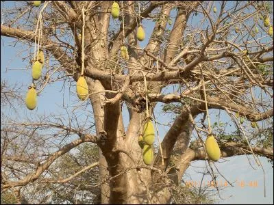 Comment s'appelle le fruit du Baobab ?
