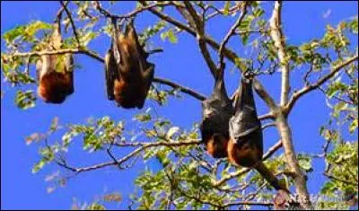 Quel est le nom de ces chauve-souris photographiées sur l'île aux Cerfs ?