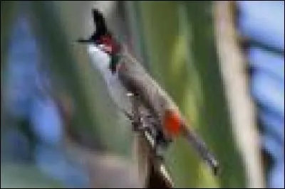 Comment s'appelle ce petit oiseau huppé ?