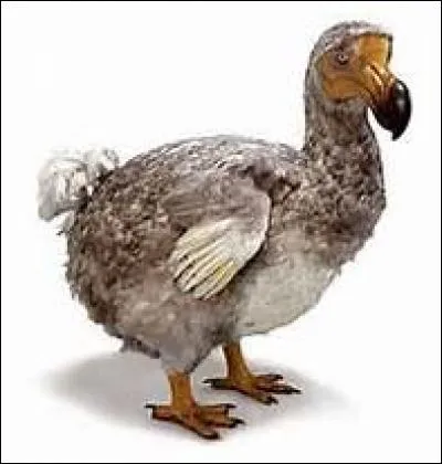 Quel animal est l'emblème de l'île ?