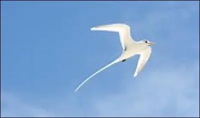 Quel oiseau magnifique croiserez-vous peut-être ?