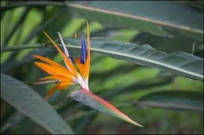 Quel est le nom de cette fleur ?