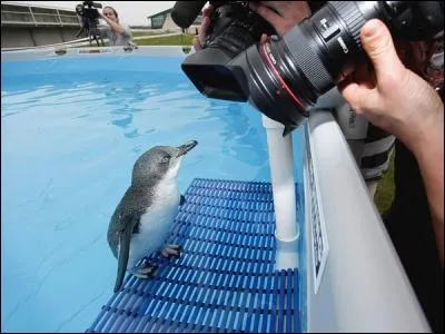 Je préfère un vélo à un cheval, ...
