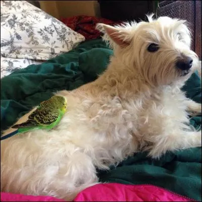 Quand je vois les chiens se dire bonjour, je me dis qu'en chaque chien, ...