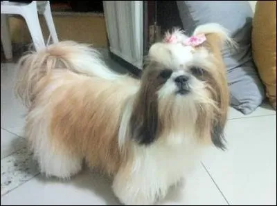 Quelle est la race de ce chien ?