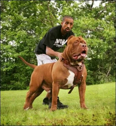 Je suis... le plus gros pitbull au monde.