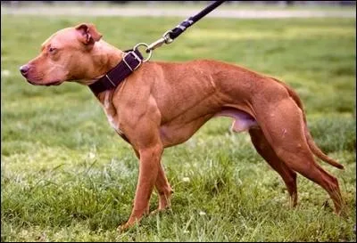 Quelle est la race de ce chien ?