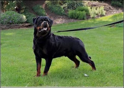 Le rottweiler est un chien :
