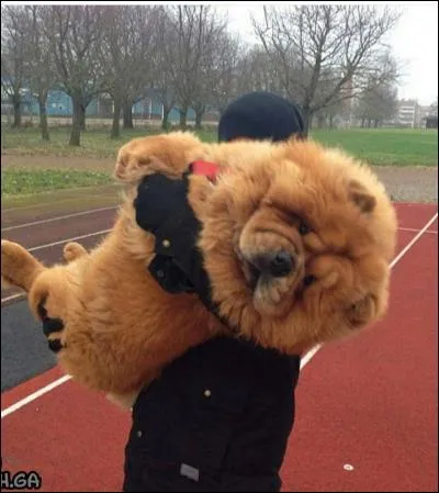 Quelle est la race de ce chien ?