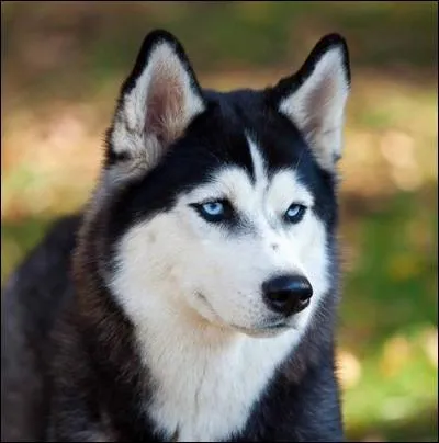 Quelle est la race de ce chien ?