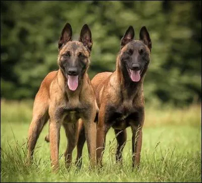 Quelle est la race de ce chien ?