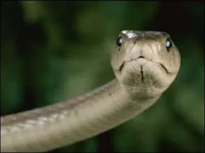 "M" comme "mamba". Quelle sous-espèce de ce dangereux serpent venimeux africain n'existe pas ?