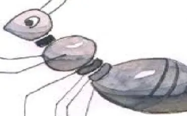 Quiz Insectes