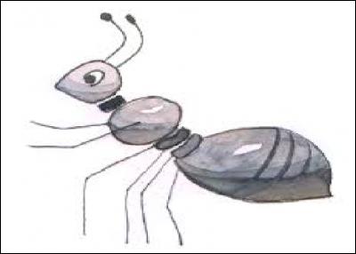 Combien de types de fourmis y a-t-il ?