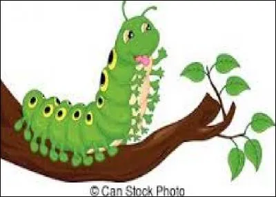 Comment s'appelle le cocon dans lequel la chenille se transforme en papillon ?