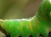 Quiz Les insectes peuvent passer de 'mignons'  'effrayants'