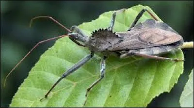 Que mange le Arilus Cristatus : des feuilles, non; de l'herbe, non; ... , oui.