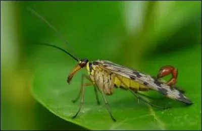 Aussi appel&eacute;s "panorpes" ce sont des animaux de la famille des "M&eacute;copt&egrave;res". Il porte bien son nom car les m&acirc;les poss&egrave;dent un abdomen muni &agrave; son extr&eacute;mit&eacute; post&eacute;rieure d'une sorte de dard ressemblant &agrave; celui des scorpions, mais est tout &agrave; fait inoffensif. Tu l'as d&eacute;masqu&eacute;, c'est ... !