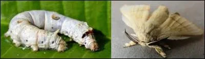 Cet animal est originaire de Chine et est &eacute;lev&eacute; pour produire de la soie. Avant de devenir un magnifique papillon, c'&eacute;tait un ver de soie. Ce papillon est &eacute;trange car ses poils sont tr&egrave;s longs. Ils sont environ 2,5 fois plus grands que ceux des papillons ordinaires. Encore trouv&eacute;, c'est le ... !