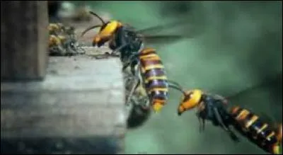 Cet animal est une sous-esp&egrave;ce du frelon g&eacute;ant. Adulte, il atteint une taille d'environ 4 cm pour une envergure d'environ 6 cm. Quelle est ta r&eacute;ponse ?