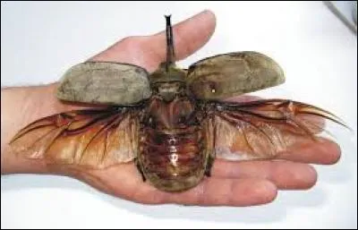 Malgr&eacute; sa petite taille, il fait le bruit d'un h&eacute;licopt&egrave;re quand il vole. Oui bon j'exag&egrave;re un peu, le bruit d'un h&eacute;licopt&egrave;re mais en beaucoup moins fort. C'est &eacute;videmment un ... !