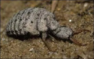 Adultes, ces animaux ressemblent aux libellules.Cet insecte creuse des trous dans le sol pour capturer ses proies. Il a 2 noms, son nom avec un espace et son nom sans espace. C'est la ... !