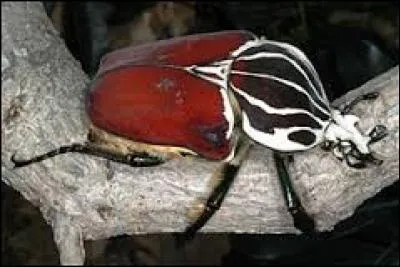 Ces insectes peuvent atteindre une taille d'une dizaine de cm et peser une centaine de grammes. C'est pourquoi, ils sont tant recherch&eacute;s. Le m&acirc;le se distingue ais&eacute;ment de la femelle par ses deux petites cornes c&eacute;phaliques. C'est &eacute;videmment le ... !