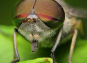 Quiz Les insectes au cinma