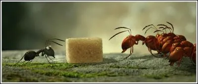 L'enjeu : du sucre. D'un côté les noires, de l'autre les rouges et au milieu une coccinelle.