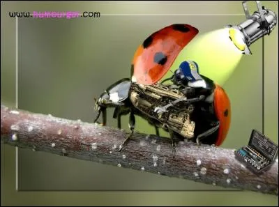 Quel est le surnom populaire donné à la coccinelle ?