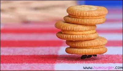 Comment s'appelle cette fourmi très spéciale, qui peut vous infliger la piqure la plus douloureuse ?