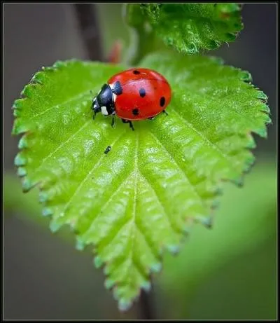 Si les points sont blancs, ...