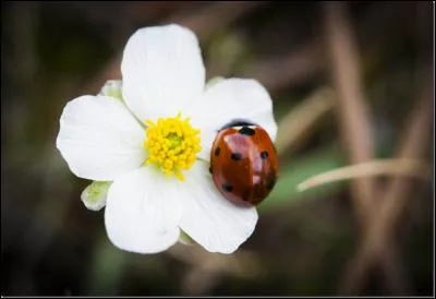 Grâce à son régime alimentaire, de qui est-elle la grande amie ?