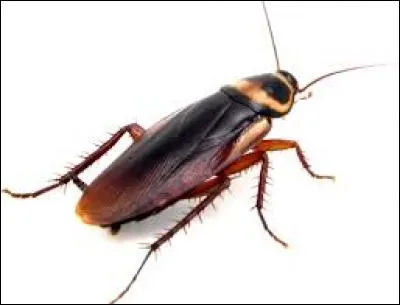 Je suis contre le fait que l'Araignée arrive ici. Elle est ignoble. Au fait, je me présente :