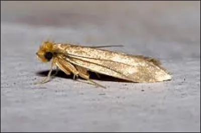 L'Araignée pourrait nous manger, je vous rappelle ! Évidemment, en tant que Monsieur Mite, je loge beaucoup dans les :