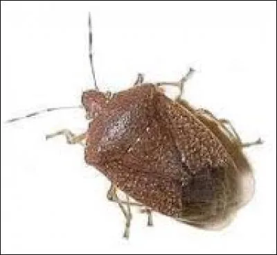 __ ! Mais acceptez-la, la pauvre !