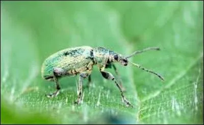 Monsieur Bourdon, je pense que piquer des animaux n'est pas une bonne idée. À titre personnel, j'ai une petite préférence pour __ Madame l'Araignée.