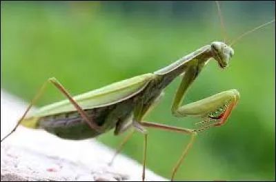 Hum hum. Pourrions-nous éviter la séquestration et le meurtre ? À titre personnel, je n'aime pas de nombreux insectes. Je peux en tuer quelques espèces et on peut remplacer ce manque par Mademoiselle Araignée. Ah oui, je suis :