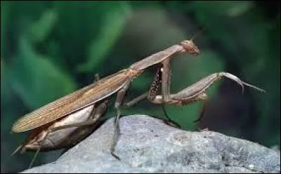 Merci, mangeuse de pucerons. Je suis de l'avis de Pupuce, je veux manger des insectes. D'ailleurs, il m'arrive très souvent de manger des :