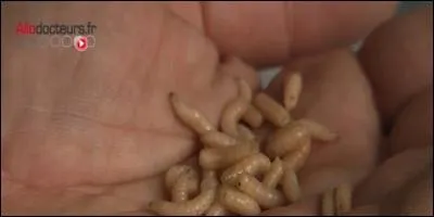 Pourquoi utilise-t-on des asticots en médecine ?