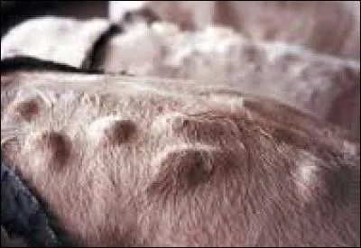 Quel insecte parasite les bovins quand il est au stade larvaire ?