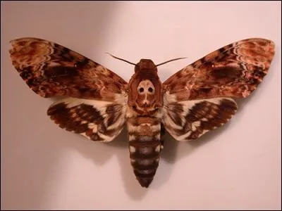 Quel insecte a été "starifié" par le film "Le Silence des agneaux" ?