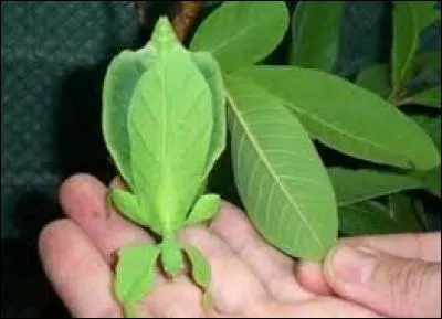 Quel insecte se camoufle sur cette image ?