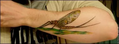 Que risquez-vous si un éphémère se pose sur votre avant-bras ?